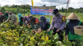 Panen Raya Kacang Ijo, Kuatkan Imun Tubuh